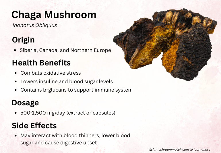 chaga mushroom