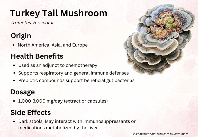 Turkey Tail Mushroom