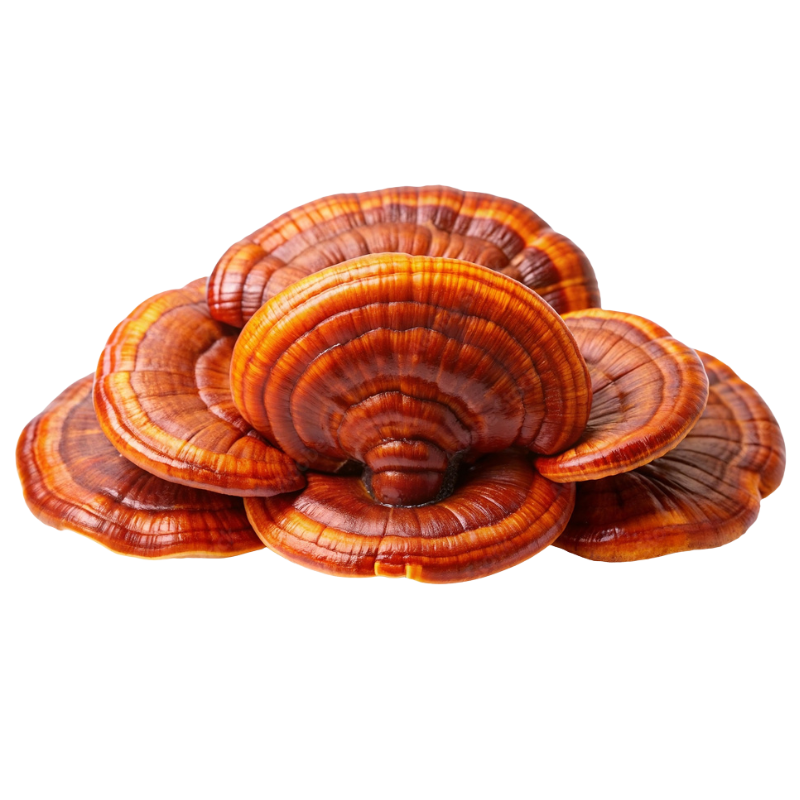 Reishi Mushroom (Ganoderma lingzhi)