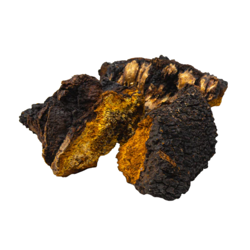 Chaga Mushroom (Inonotus obliquus)