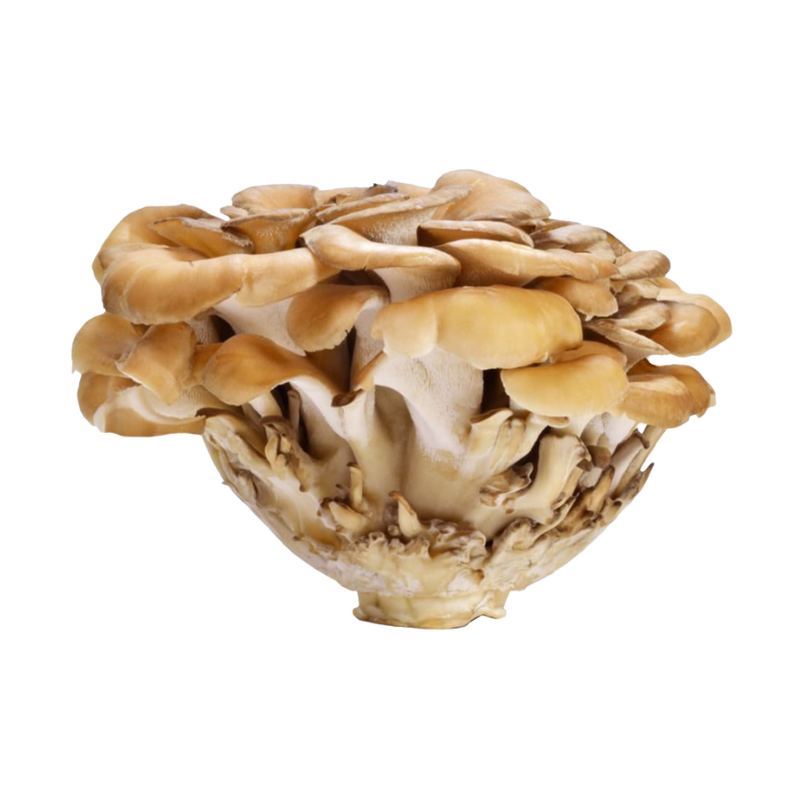 Maitake Mushroom (Grifola frondosa)