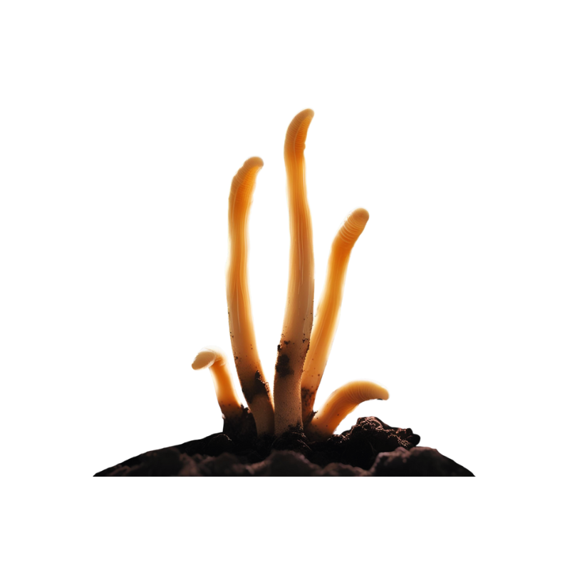 Red Caterpillar (Cordyceps Militaris)