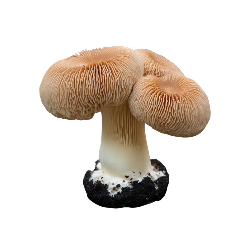 Lion's Mane Mushroom (Hericium Erinaceus)