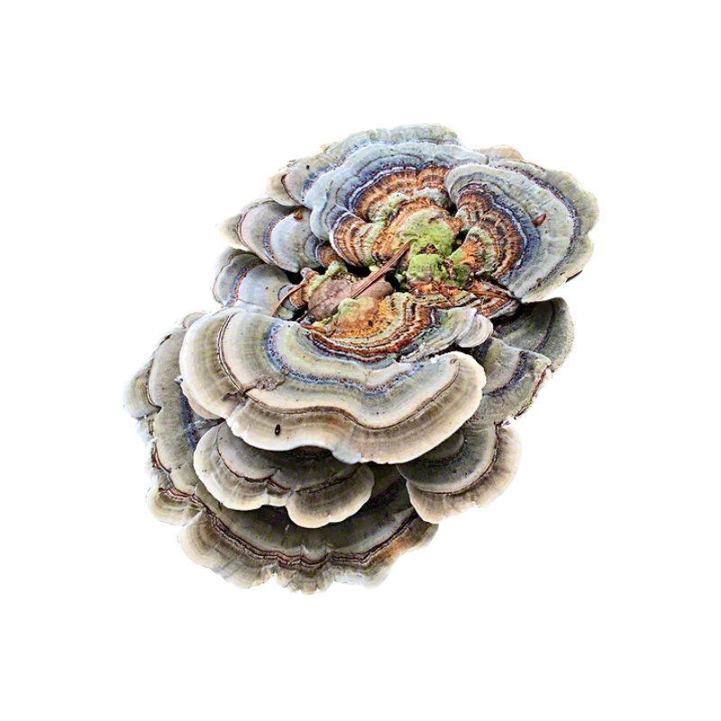 Turkey Tail Mushroom (Trametes versicolor)
